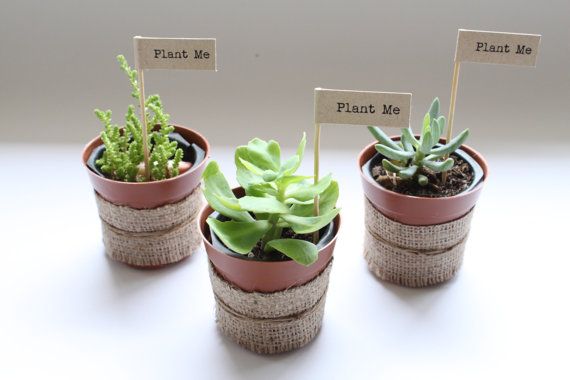 Plants for wedding favours or place names - etsy.com